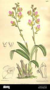 Image result for Polystachya lawrenceana