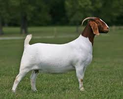Hulalime Com The 1 Shopping Portal For Digital Products Boer Goats Goats Cute Goats