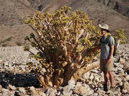 Image result for Cyphostemma montanum