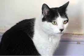 Cat Survives Being Trapped Inside Disused Hotel For Three Days In Soaring Temperatures Without Food And Water Cats Survival Animals