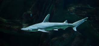 Describes how food chains and webs represent feeding relationships in an ecosystem. Is Sphyrna Tiburo Suitable For Aquariums Tropical Fish Hobbyist Magazine