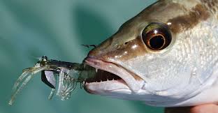 With snook, i bleed it immediately after catching and then put it on ice in a cooler. Best Artificial Shrimp Lures Gulp Vudu Or D O A Shrimp Reel Pursuits