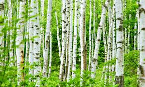 Maybe you would like to learn more about one of these? A Guide To Birch Tree Pests And Diseases Fairbanks Stump Grinders