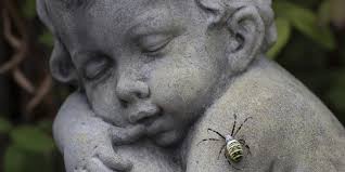 Die wespenspinne, auch zebraspinne genannt, gilt hierzulande eher als exotisch. Wespenspinne Im Garten Entdeckt Freizeittipps Und Feste Ticket Badische Zeitung