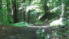 Tolland State Forest