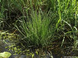 Image result for Eleocharis marginulata