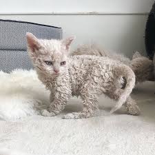 20 cats that dont bother to ask for permission from us cute baby animals baby cats cat lovers