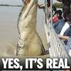 In captivity, there have been several reports of crocodiles living to be over 100 years old. 1