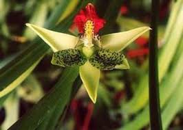 Image result for Bulbophyllum humblotii