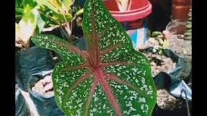 #plantsmakepeoplehappy #plants #plantsofinstagram #newbieonplant #newbieforplant #caladium #caladiumlovers. My New Babies My Caladium Florida Clown Peckles Given To Me From My Very Generous Cousin Youtube