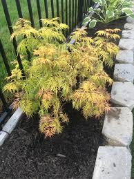 Maybe you would like to learn more about one of these? Lemony Lace Elderberry Has Changed From Bright Green Yellow To A More Orange Red Should I Be Concerned Or Is This New Growth I M In Zone 5b And Have The Plant In Full