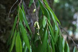 Image result for Xylopia lukei