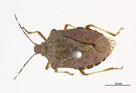 Stink bugs have a gland that emits a powerful odor when the bugs are scared or damaged. Brown Marmorated Stink Bug Bmsb Premier Eco Care Pte Ltd