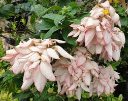 Image result for Mussaenda