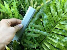 Image result for Microsorum scolopendria