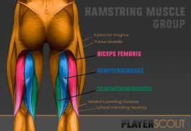 Hamstringing is a method of crippling a person or animal so that they cannot walk properly by severing the hamstring tendons in the thigh of the individual. Football Hamstring Injury The Ultimate Guide Playerscout
