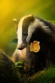 Hufflepuff Edit I Made Animals Hufflepuff Badger