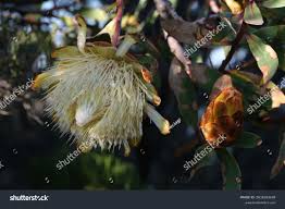 Image result for Terminalia kilimandscharica