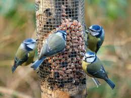 Bees visit your garden to collect nectar and pollen, and in turn pollinate your plants. Attracting Birds To Your Feeder Yard Envy