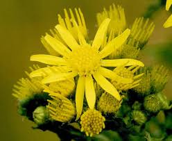 Image result for Senecio milanjianus