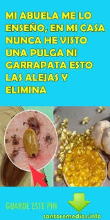 Ellos se encargarán de desinsectar tu casa por completo. Gracias Por Visitar Nuestra Pagina Con Imagenes Pulgas Y Garrapatas Pulgas Perros Garrapatas