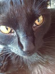 The third eyelid is a membrane, located under the outer eyelids which can become visible if the cat has an underlying medical condition or is a visible third eyelid can affect one eye (unilateral) or both (bilateral). Cat Is Very Lethargic And Third Eyelid Is Showing Thecatsite