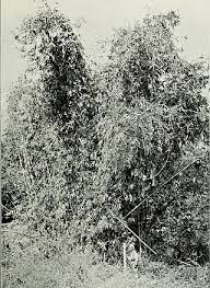 Image result for Oxytenanthera abyssinica