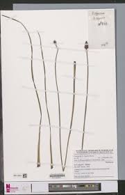 Image result for Xyris congensis