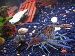 Hiu air tawar mentolerir banyak kualitas air pada akuarium. Kenali Lobster Udang Kara Air Tawar Sentiasa Panas
