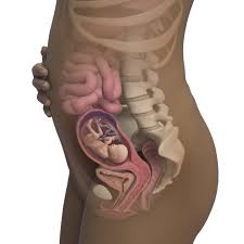 18 Weeks Pregnant Symptoms Belly More Babycenter