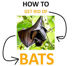 Bats are very intelligent and can easily squeeze through a 1/4 x 1/2 inch crack. How To Get Rid Of Bats Naturally Little Big Brown Bats 2021 Bugwiz