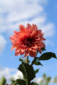Flowers are precious beauty of nature, which gives expression to our emotions. 500 Flower Pictures Hd Download Free Images On Unsplash