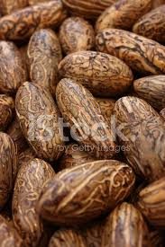 Image result for Raphia farinifera