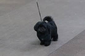 Please check back for updates of our spring 2021 litter. Elegant Tiny Paws Mi Ki Breeder In Port Saint Lucie Florida