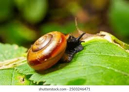 Image result for Oxyrhachis gracillima