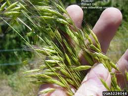 Image result for Bromus