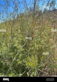 Image result for Asparagus suaveolens