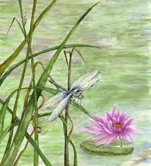 Dragonfly Drawings Dragonfly Finally Landed 0 00 Lippis Art Original And Limited Dragonfly Images Dragonfly Drawing Dragonfly Painting