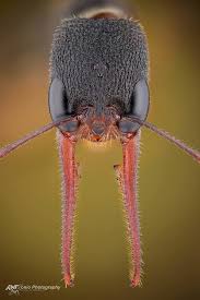 Harpegnathos Venator Cutter Backyard Bug Control Macro Photography Insects Bugs And Insects