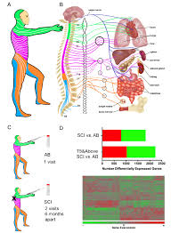 Neuroimmune Interactions Relevant To Spinal Cord Injury Sci