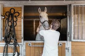 Peta's action alerts allows you to easily contact companies, universities, government agencies, and others to improve the lives of animals used for food, clothing, experimentation and entertainment. Wien Geheimnisse Des Fiaker Kutschfahrt Getyourguide