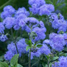 Image result for Ageratum