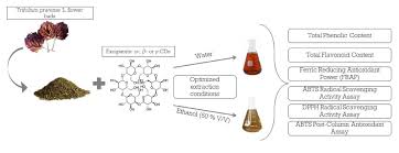 Image result for Trifolium baccarinii