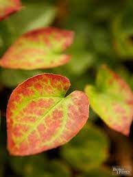 These 19 Power Perennials Thrive Every Year No Matter What Shade Perennials Flowers Perennials Perennials