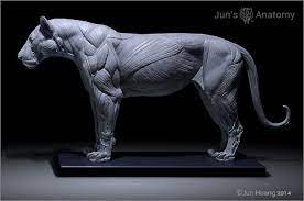 Maybe you would like to learn more about one of these? Lion Anatomy Closemouth Muscle Anatomy Model By Junsanatomy On Deviantart
