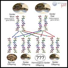 Ball Python Morph Chart Breeding Google Search Ball