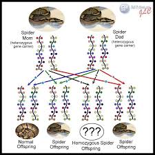 Ball Python Morph Chart Breeding Google Search Ball