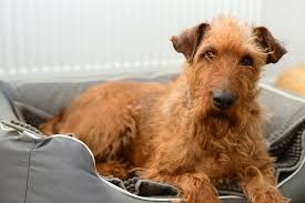 Image result for irský teriér