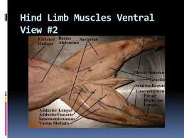 Sternomastoid superficial muscle of median raphe of mastoid process by a singly turn the head; Ppt Cat Dissection Powerpoint Presentation Free Download Id 2928073