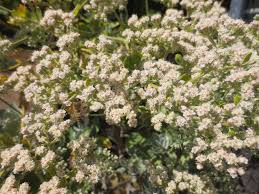 Image result for Eriosema angolense